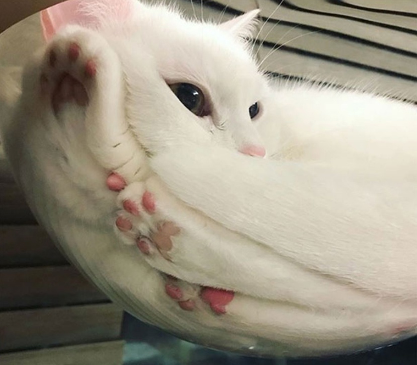 “别惹我，我挺凶哒！我的喵脸就能压扁你！”10张猫咪趣图真搞笑