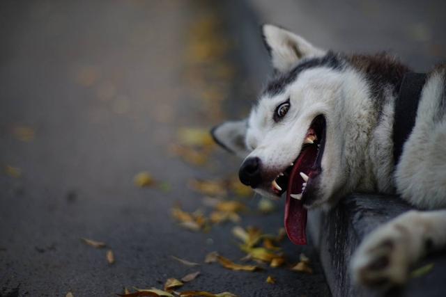 主人一說想吃魚, 哈士奇就下水去里抓，下一秒讓人哭笑不得