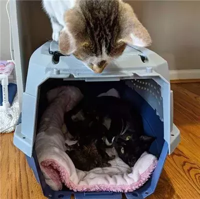 这只猫简直就是喵界宠妻狂魔，不仅吃饭让老婆先吃，就连老婆