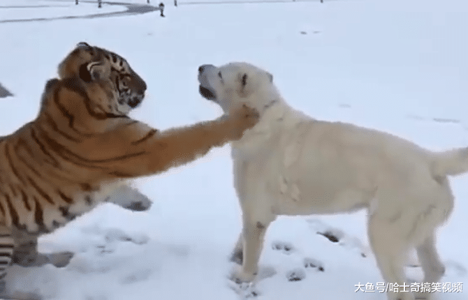 还记得这只狗狗吗？曾被老虎舔得不敢动，狗子其实并不怕它