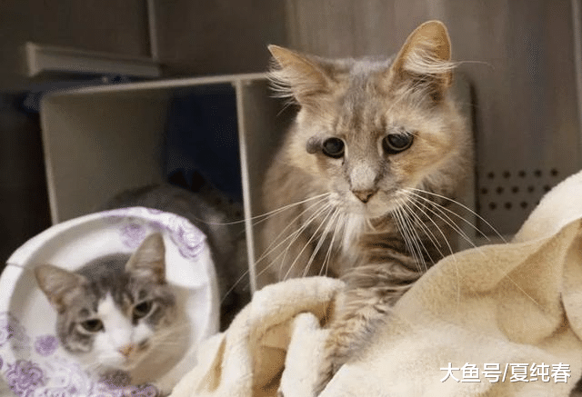猫咪整天摆着“哭丧”脸，因此被主人抛弃，这下真的“丧”了