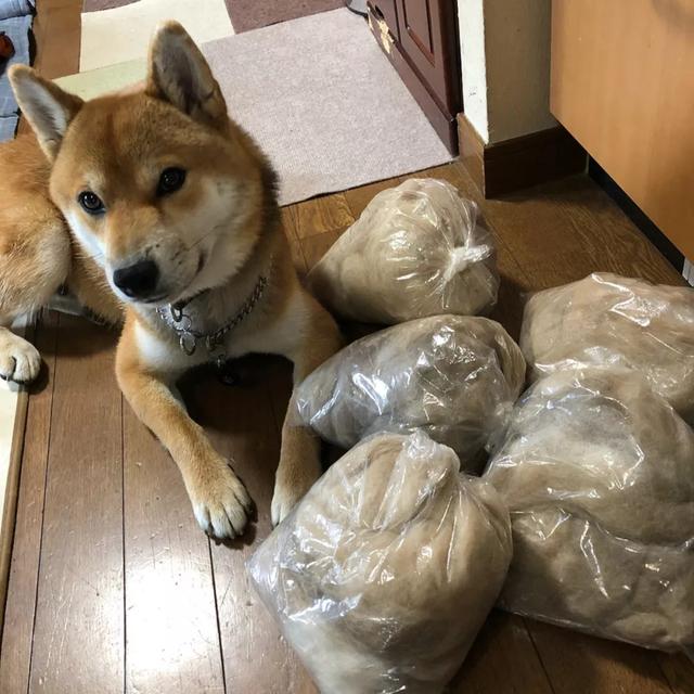 阿拉斯加的狗毛大有用处，千万别扔，五大用处让它重新被利用