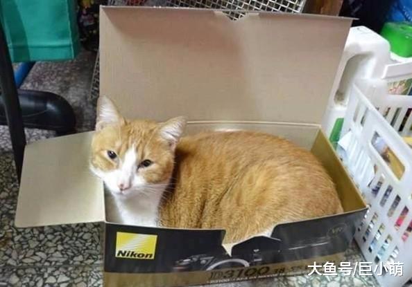 相伴12年的爱宠离世，主人不愿再养，却因幼猫有熟悉的胎记而领养