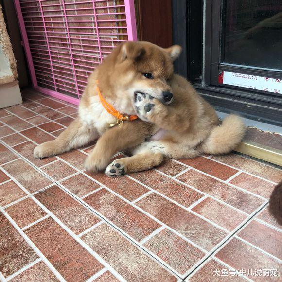 柴犬弟弟從小就胖，長大后得變成一個大胖子
