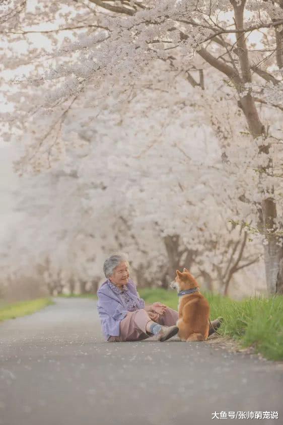 奶奶带柴犬看樱花的场景，被摄影师记录下来，感动了无数网友