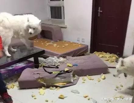 小编提醒你：这些原因都会导致狗狗“拆家”，你别忽视了！