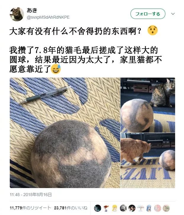 猫是一种植物呀，一到春天就会变成“蒲公英”