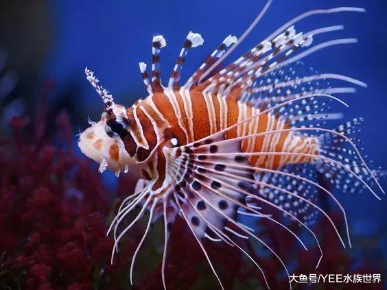 天使还是魔鬼？狮子鱼霸占原生鱼栖息地，美国遭殃古巴受难