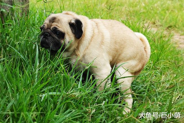 狗狗便便后不停后蹬腿，它在学猫做清洁吗？它可能只是想占地盘