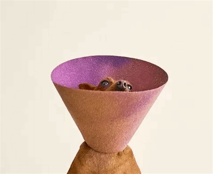 自从有了它，狗子不再“蒙羞”，而且还很美