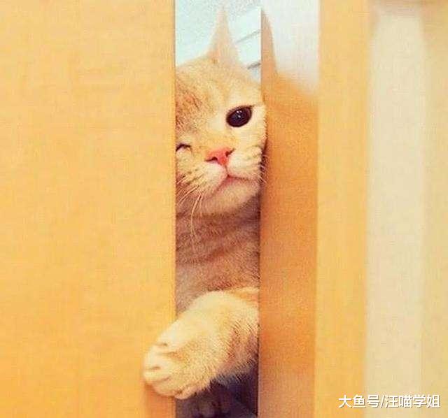 猫咪老是来看主人上厕所，令人压力山大又尴尬，这是为什么呢？