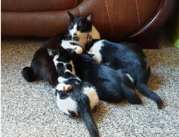喂养1年半的流浪母猫带4宝入住, 沙发上舔毛成最美风景