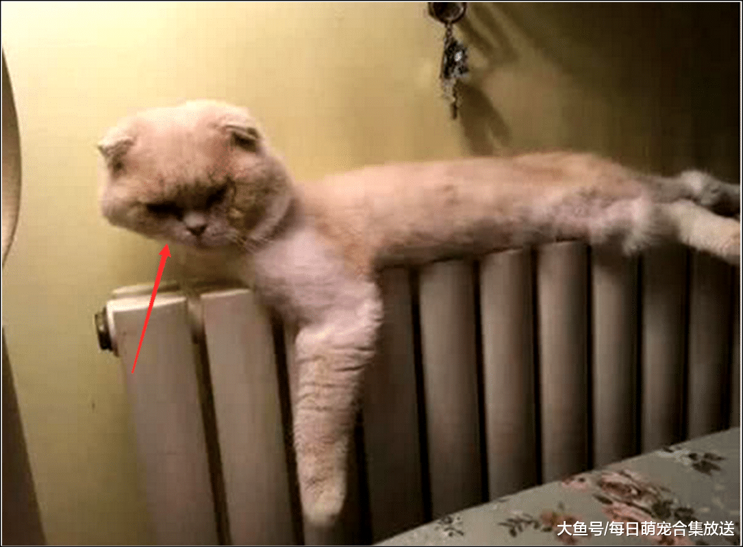 猫咪早上被绝育，女主半夜发现它趴在暖气片上，走进一看笑喷了