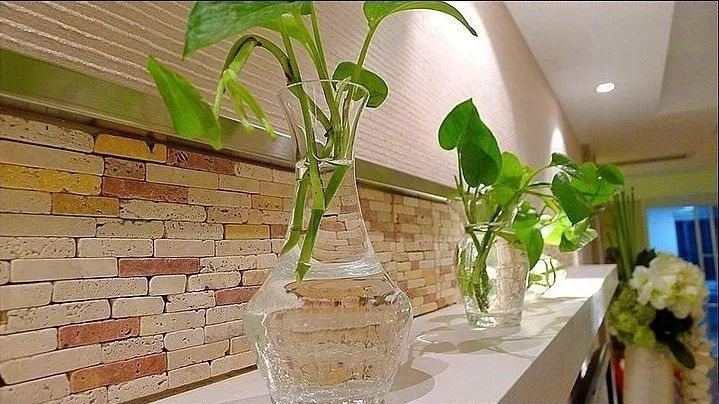 适合卧室摆放的6种植物，龟背竹为何是首选？