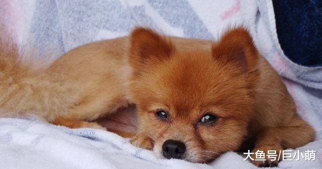 狗狗如何理解死亡？狗狗可能不知道死亡为何物，只是为分离而悲伤