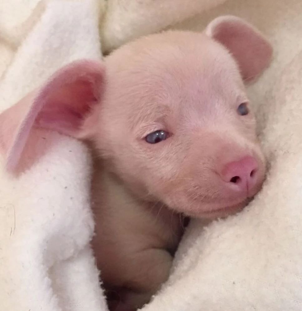 先天残疾即看不见也听不见，但它却是拥有10万粉丝的“网红狗”