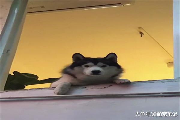 阿拉：為這家店付出了太多，整天當迎賓，網友：獨一無二的活招牌