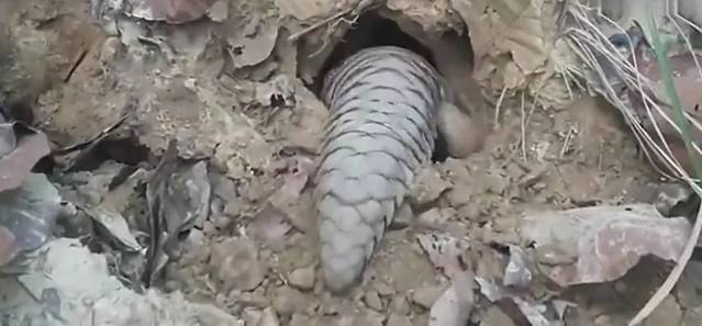 网友野外玩耍发现动物正在打洞，走近一看不淡定了