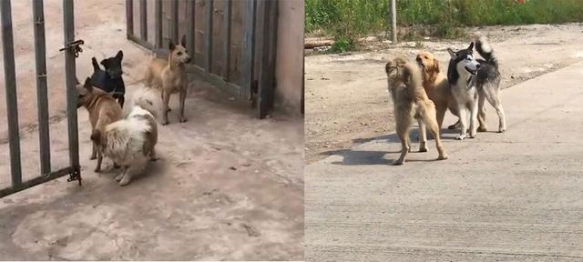 帶二哈回家過年，滿村咬雞，120一只賠不起