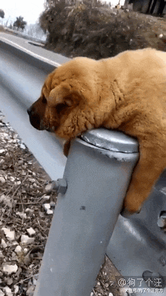 学校表白墙直播狗狗安全，这是一群什么天使啊