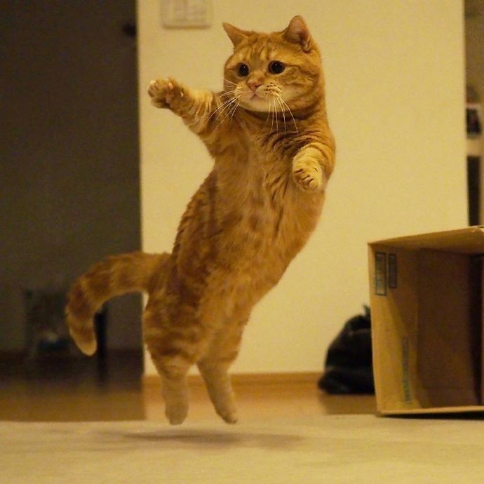 小长假需要外出的话猫咪怎么办？你需要的猫咪寄养手册来了