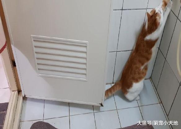猫皇闻臭味崩溃急抓墙壁, 主人无奈: 门没关装什么死里逃生