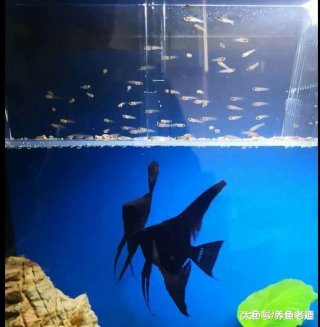 春节不在家观赏鱼咋办呢, 如果有此打算现在马上开始行动!
