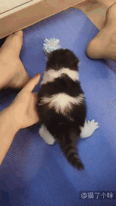 把拽字写在脸上的猫