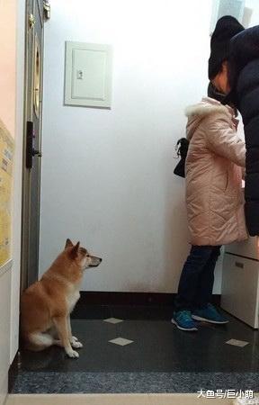 生怕被主人抛弃，狗狗一看到主人出门，就堵住门不肯走