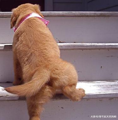 狗狗们花式上下楼梯合集，你家狗狗是哪种？