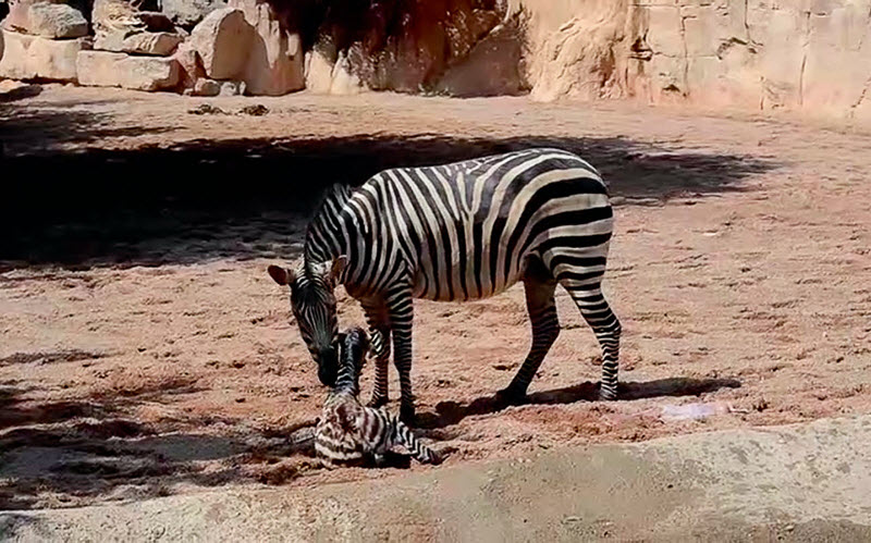 惊险！动物园刚出生的小斑马掉入水坑，饲养员冒死拯救，母斑马的行为让人吃惊