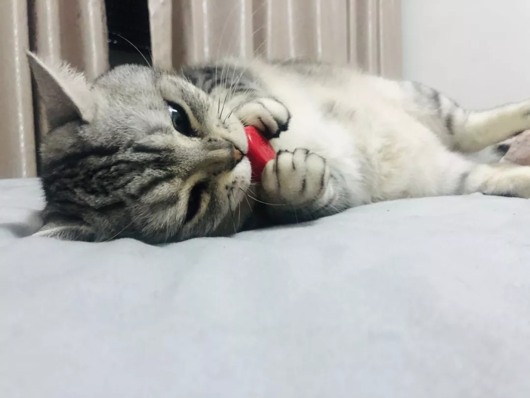 每只猫咪都有一个不为人知的怪癖