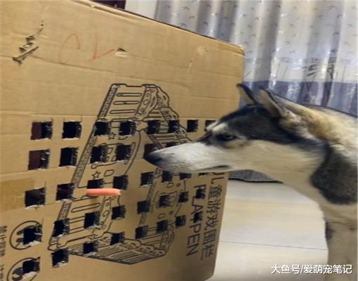 主人担心二哈无聊拆家，特意为它制作了个“道具”，网友纷纷点赞