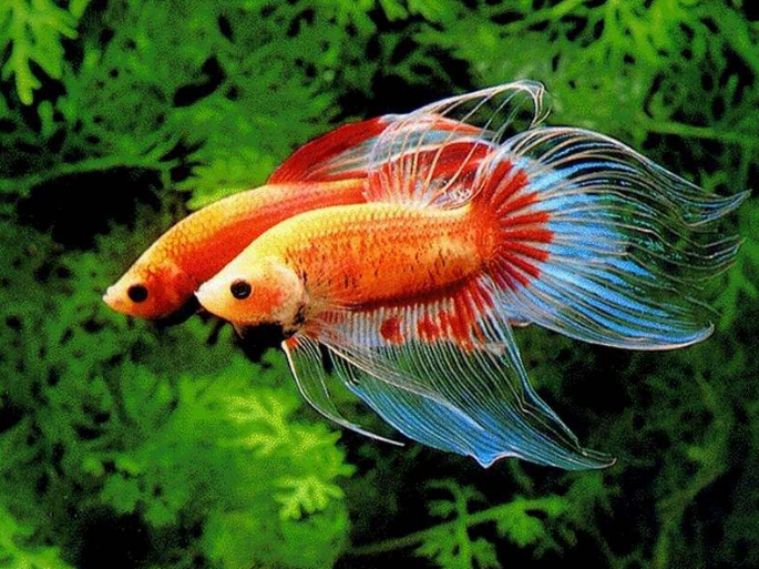 为啥观赏鱼世界里都是公鱼长得漂亮？鱼类分公母都可以用这套方法