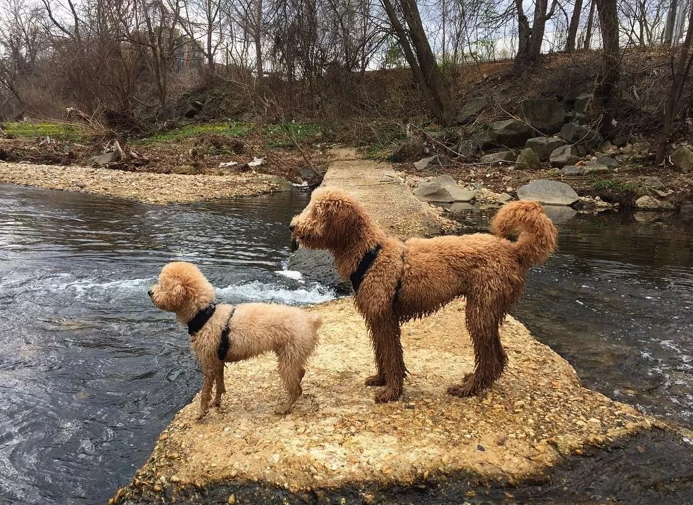 小哥买了一对双胞胎贵宾，但半年后他傻眼了，这差距也太大了！