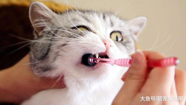 怎样才算养好猫咪，看看有没有这些问题