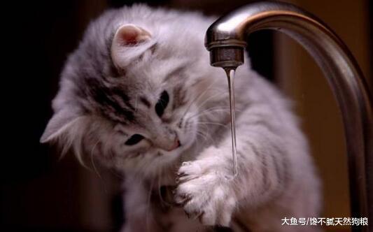 这5种行为，正在缩短宠物猫的寿命，你知道吗？