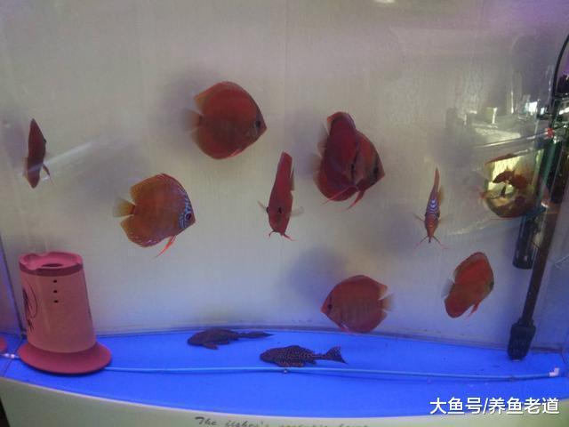 观赏鱼的状态很好，鱼缸水质浑浊的原因会出在哪里？