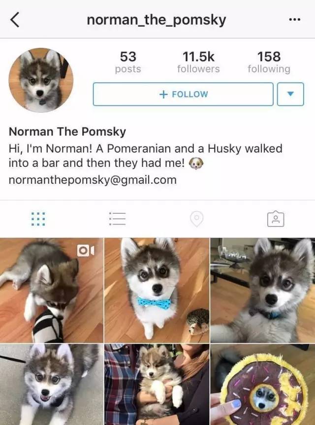 比嫩模还火! 天生蛇精耳+夜店风眼线! 超人气混血网红狗!