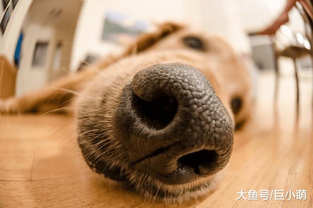 猫咪的胡子用来测量距离，那么狗狗的胡子呢？它们到底有什么用呢