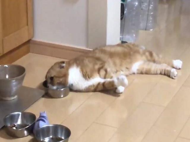 猫咪去别人家不仅不怕，吓走其它猫咪，甚至直接躺着吃别家的猫粮