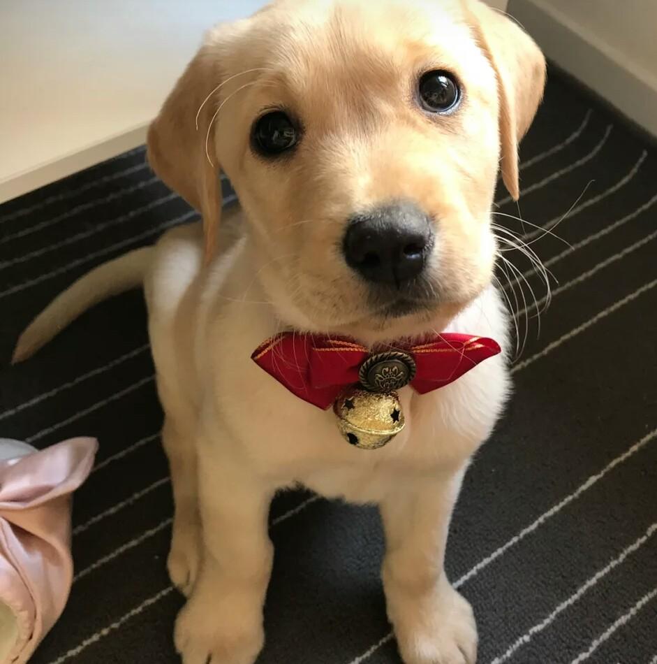 狗子半夜突然感冒，铲屎官胡乱治疗，差点送走狗子