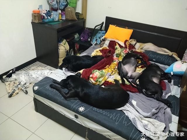 5只狗填满了整张床，主人不知该睡哪里，朋友圈P图神了