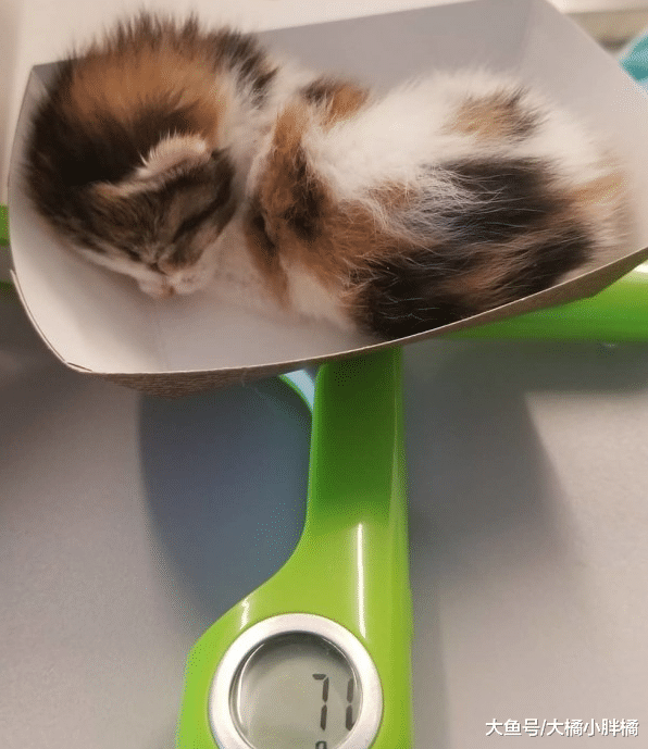 小猫失去了家人，公猫像对待亲生孩子一样照顾小猫，真的太有爱了