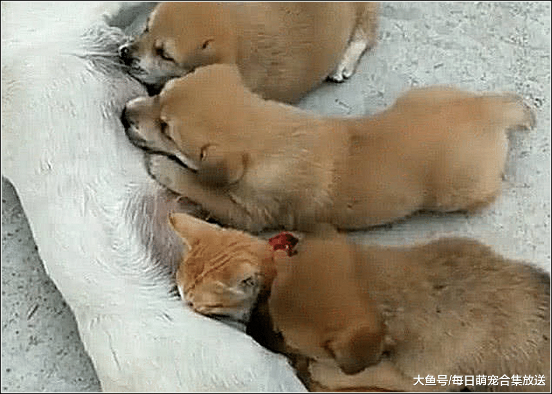 母狗正在喂奶，男子发现有只小狗有点奇怪，走近一看顿时不淡定了