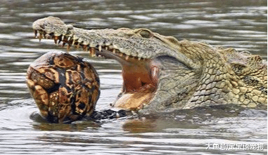 生生相克：鳄鱼能嚼碎龟壳，蟒蛇能生吞鳄鱼，乌龟也能制服蟒蛇！