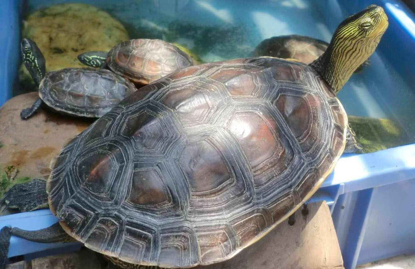 冬天养乌龟，隔着玻璃晒太阳有用吗？