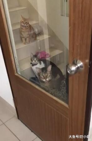 4只猫咪门口等主人，主人一开门，其中3只立马跑回去等开饭