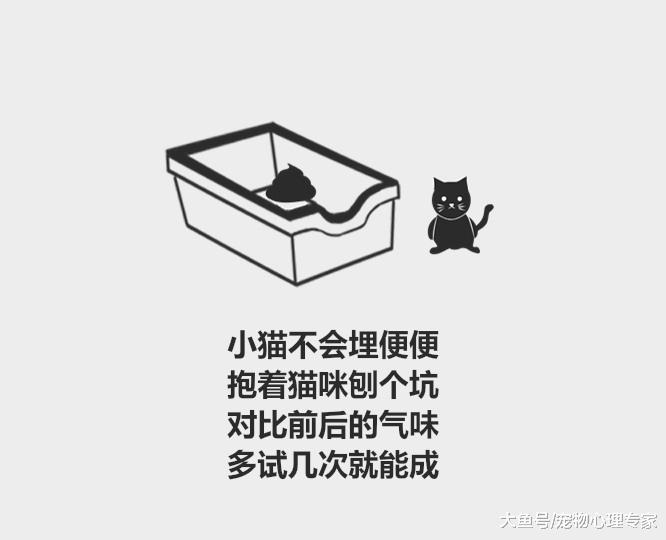 分分钟了解宠物知识——怎么教小奶猫用猫砂