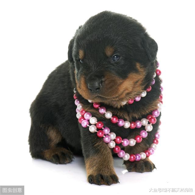 养罗威纳的5种不文明行为，宠主一定要说“不”！